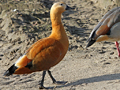 Ruddy Shelduck x South African Shelduck hybrid